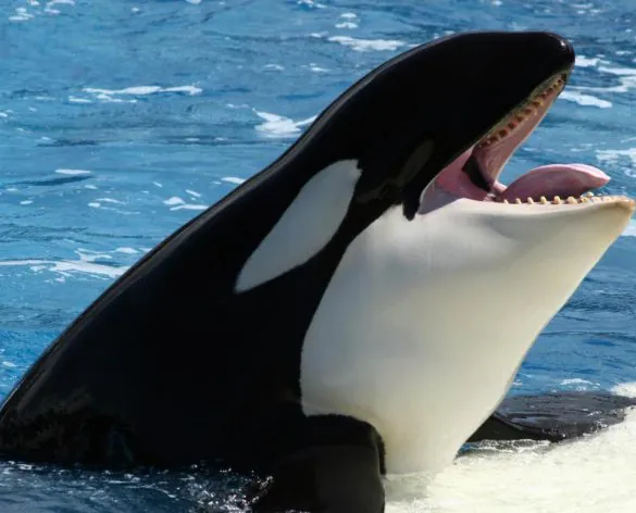 baleias assassinas e humanos