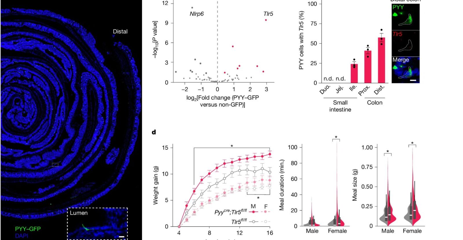 Intestino e Cérebro